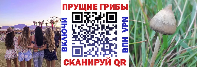 купить  цена  дарк нет Telegram  Галлюциногенные грибы мицелий  Железноводск 